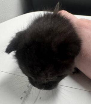 Domestic Short Hair Cats Available for Adoption in West Chester, Pennsylvania - Fozzy Bear FKA Big Bear | PetCurious
