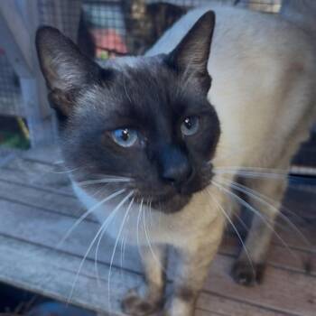 Siamese Cats Available for Adoption - Brewski | PetCurious