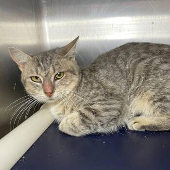 Menelaus -  Domestic Short Hair Cat for Adoption in Roanoke, Virginia - Menelaus | PetCurious