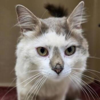 Haku -  Domestic Long Hair Cat for Adoption in Cooperstown, New York - Haku | PetCurious