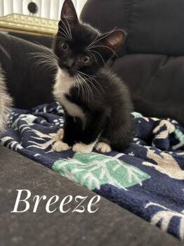 Breeze (& Mikey) -  Tuxedo Cat for Adoption in Wimauma, Florida - Breeze (& Mikey) | PetCurious