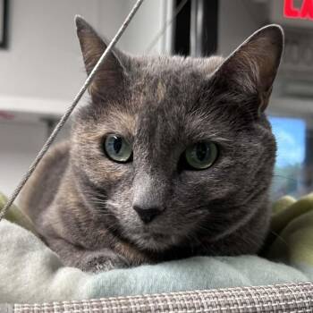 Domestic Short Hair Cats Available for Adoption in The Colony, Texas - Nylah | PetCurious