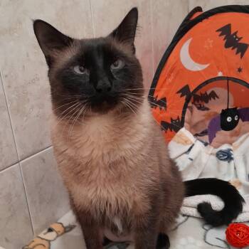Rescue Siamese Cats for Adoption in Hopkinton, Massachusetts - Chonk | PetCurious