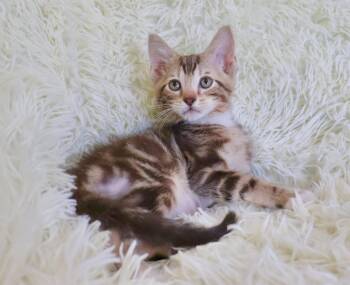 Exotic Shorthair Cats Available for Adoption in St. Augustine, Florida - Bagel | PetCurious