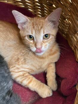 Emilia -  Domestic Short Hair Cat for Adoption in Little Rock, Arkansas - Emilia | PetCurious