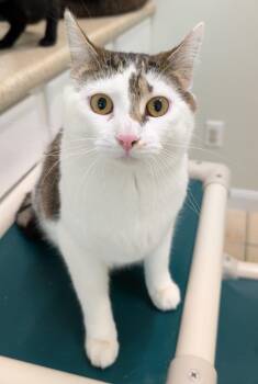Domestic Short Hair Cats Available for Adoption in Fall River, Massachusetts - Trinity | PetCurious