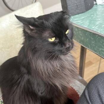 Jonesy -  Domestic Long Hair and Mixed Breed Cat for Adoption in Providence, Rhode Island - Jonesy | PetCurious