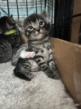 Eeny -  Domestic Short Hair Cat for Adoption in Mcpherson, Kansas - Eeny | PetCurious
