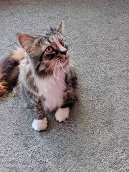 Norwegian Forest Cat Cats Available for Adoption - Catundra (Courtesy Post) | PetCurious