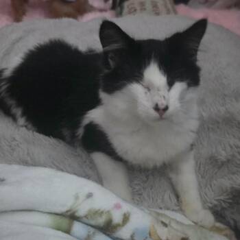 PeeWee - BLIND -  Norwegian Forest Cat Cat for Adoption in Clayton, California - PeeWee - BLIND | PetCurious