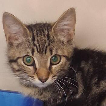 Pail -  Domestic Short Hair Cat for Adoption in Auburn, Alabama - Pail | PetCurious