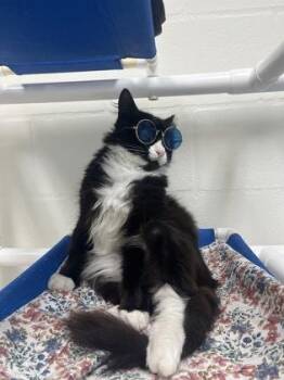 Moses -  Domestic Medium Hair and Domestic Short Hair Cat for Adoption in Largo, Florida - Moses | PetCurious