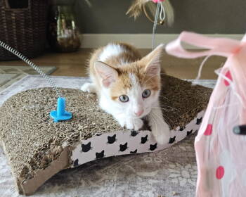 Rescue Domestic Medium Hair Cats for Adoption in Minneapolis, Minnesota - Frank | PetCurious