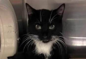 Domestic Short Hair Cats Available for Adoption in Olathe, Kansas - LINDA BLUEGRASS | PetCurious