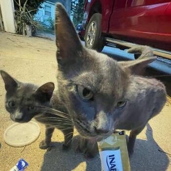 Found 3rd St SW, Rochester MN -  Domestic Short Hair Cat for Adoption in Rochester, Minnesota - Found 3rd St SW, Rochester MN | PetCurious