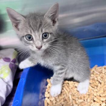 Shenzi -  Domestic Short Hair Cat for Adoption in Titusville, Florida - Shenzi | PetCurious