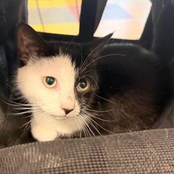 Stella -  Domestic Short Hair Cat for Adoption in Philadelphia, Pennsylvania - Stella | PetCurious