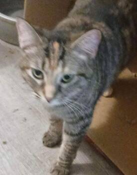 Blair -  Domestic Short Hair Cat for Adoption in Cromwell, Kentucky - Blair | PetCurious