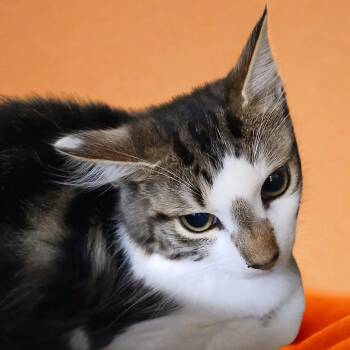 Tig -  Domestic Medium Hair Cat for Adoption in Blue Ridge, Georgia - Tig | PetCurious