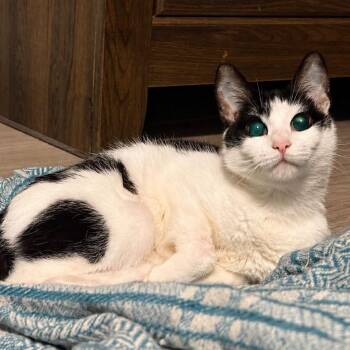 Armadilla aka Dilla -  Domestic Short Hair Cat for Adoption in Lutz, Florida - Armadilla Aka Dilla | PetCurious