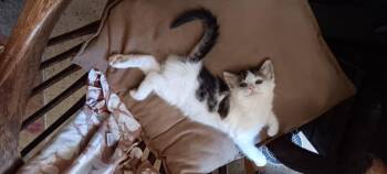 PURRARI* -  Domestic Short Hair Cat for Adoption in Santa Cruz, California - PURRARI* | PetCurious