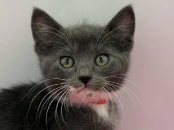 Veronica -  Domestic Short Hair Cat for Adoption in Portland, Oregon - Veronica | PetCurious