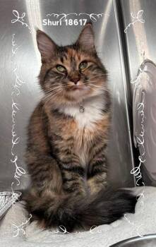 SHURI -  Domestic Short Hair Cat for Adoption in Marietta, Georgia - SHURI | PetCurious