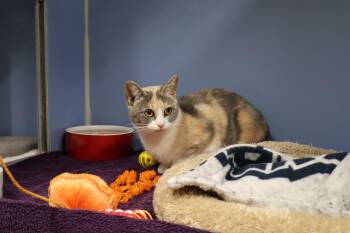 Abby Tag 797 -  Domestic Short Hair Cat for Adoption in Central Islip, New York - Abby Tag 797 | PetCurious