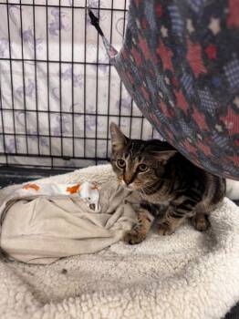 Rescue Domestic Short Hair Cats for Adoption in Camp Hill, Pennsylvania - Classic | PetCurious