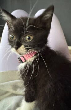 Rescue Domestic Medium Hair Cats for Adoption in Germantown, Ohio - Finnley | PetCurious