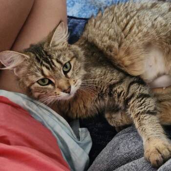 Ivy -  Domestic Medium Hair Cat for Adoption in Medford Lakes, New Jersey - Ivy | PetCurious