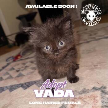 Vada -  Domestic Short Hair Cat for Adoption in Wilmington, North Carolina - Vada | PetCurious