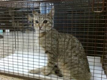 Rescue Domestic Short Hair Cats for Adoption in Doral, Florida - GATICA | PetCurious