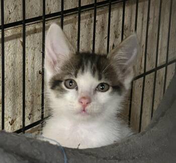 Marie -  Tabby and Domestic Short Hair Cat for Adoption in New Orleans, Louisiana - Marie | PetCurious