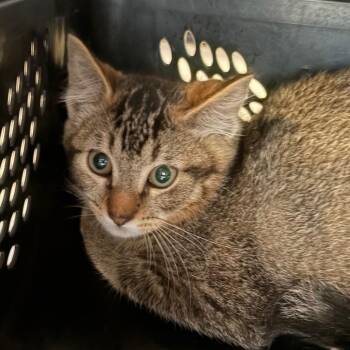 Margot -  American Shorthair Cat for Adoption in Lake Jackson, Texas - Margot | PetCurious