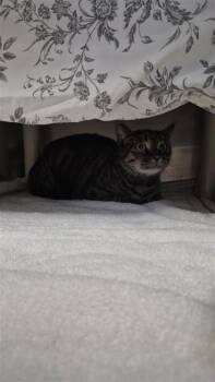 Babs -  Domestic Short Hair Cat for Adoption in Montreal, Quebec - Babs | PetCurious