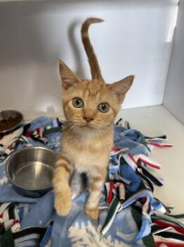 Marmalade -  Domestic Short Hair Cat for Adoption in Bolivar, Missouri - Marmalade | PetCurious