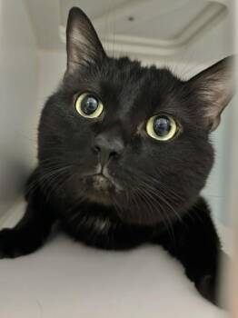 Lucifur -  Domestic Short Hair Cat for Adoption in Muskegon, Michigan - Lucifur | PetCurious