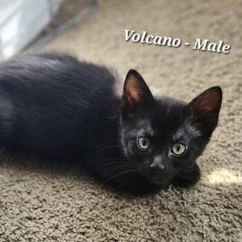 Rescue Domestic Short Hair Cats for Adoption in Bentonville, Arkansas - Volcano | PetCurious