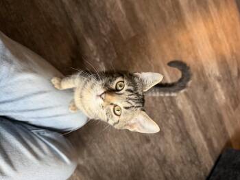 Jalapeño -  Domestic Short Hair Cat for Adoption in Bethel Park, Pennsylvania - Jalapeño | PetCurious