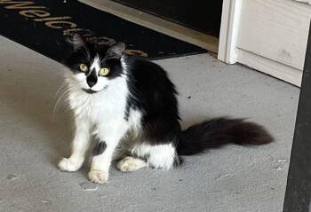 Lindsay -  Domestic Long Hair Cat for Adoption in Oxford, Mississippi - Lindsay | PetCurious
