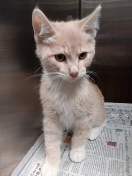 Allen -  Domestic Short Hair Cat for Adoption in Springfield, Illinois - Allen | PetCurious