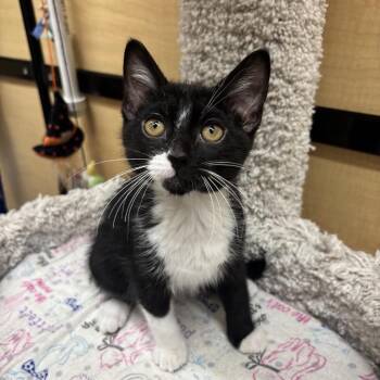Poe -  Domestic Short Hair Cat for Adoption in Hemet, California - Poe | PetCurious