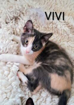 Vivi -  Domestic Short Hair Cat for Adoption in Redondo Beach, California - Vivi | PetCurious