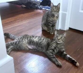 Domestic Short Hair Cats Available for Adoption - Twin | PetCurious