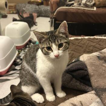 Quinn -  Domestic Short Hair Cat for Adoption in Rochester, Washington - Quinn | PetCurious