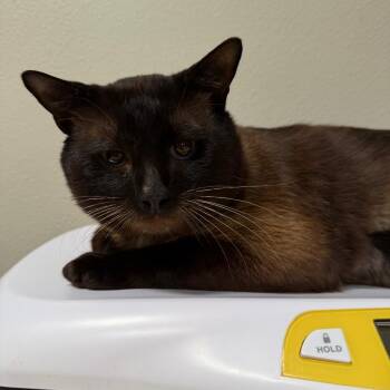 Siamese Cats Available for Adoption in Englewood, Florida - Stormy | PetCurious