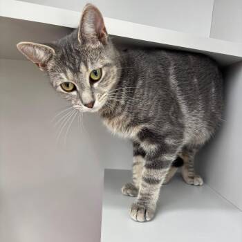Peppermint Patty -  Domestic Short Hair Cat for Adoption - Peppermint Patty | PetCurious