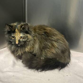 Abigail -  Domestic Long Hair Cat for Adoption in Union, Missouri - Abigail | PetCurious