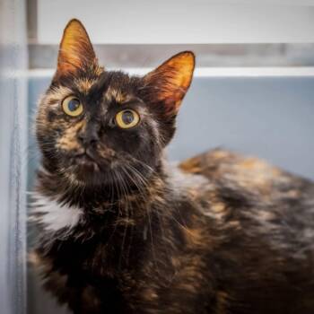 Sara -  Tortoiseshell Cat for Adoption in Hanson, Massachusetts - Sara | PetCurious